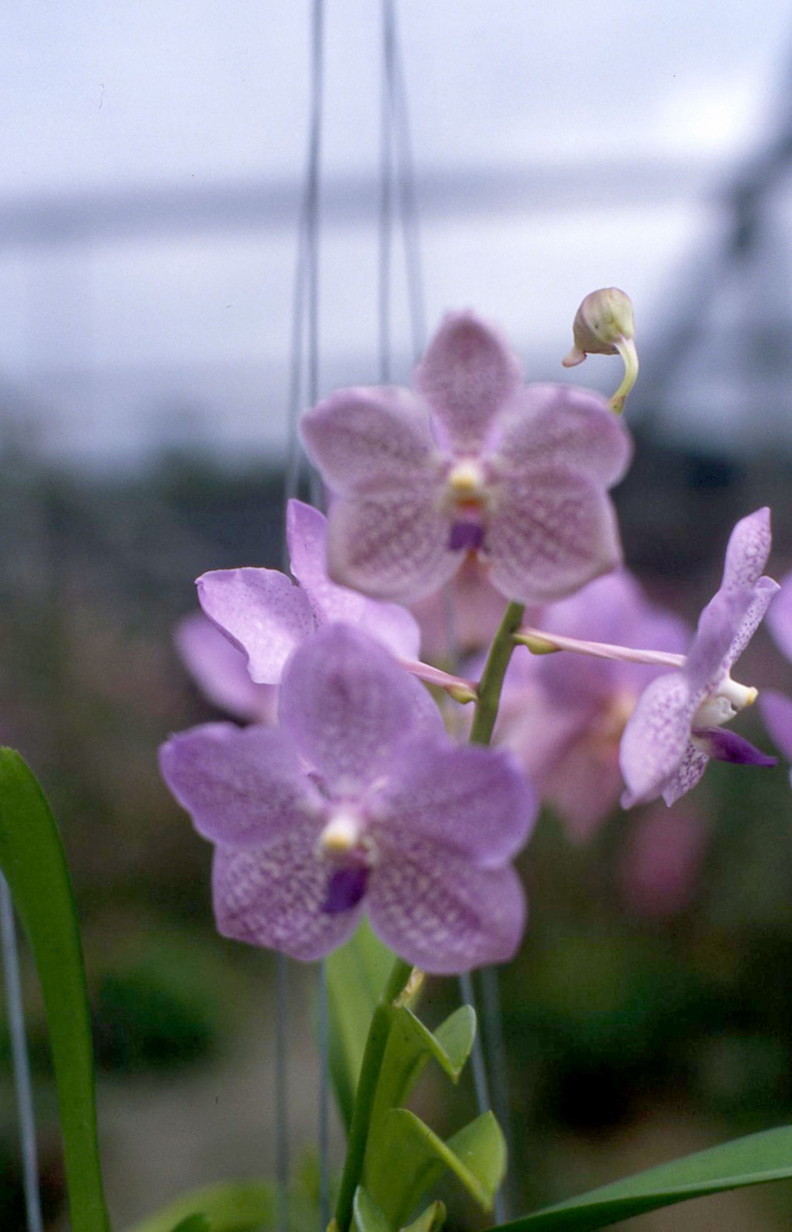 Orchids 22